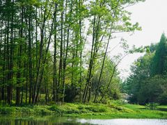 -桤木河湿地公园