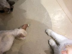 -藏猫猫咖啡主题馆(中央大道店)