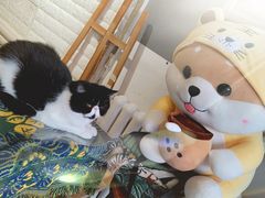 -平行世界·猫咖(首经贸店)