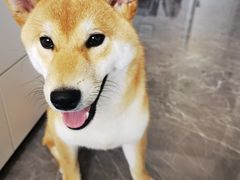 -宠福鑫康馨动物医院·骨科·眼科