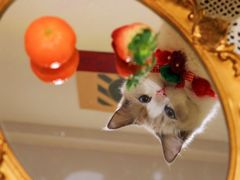 -猫友咖啡店(玉林西路店)