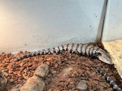 -Zoolung Zoolung动物主题公园(海信广场店)