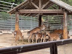 -青藏高原野生动物园