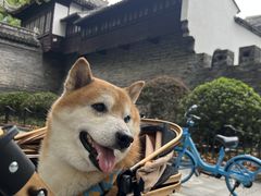 -佩兹宠物医院肿瘤专科·眼科·牙科(黄浦店)