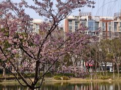 -新江湾城公园