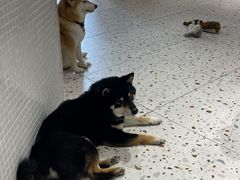 -柴务处·柴犬主题狗咖