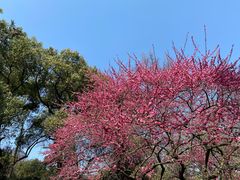 -杭州植物园