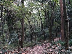 -上海佘山国家森林公园天马山园