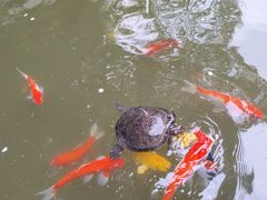 -东望洋炮台东望洋灯塔