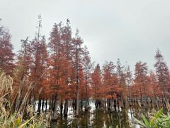 -白鹭湾湿地公园