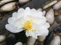 -口岸雕花楼