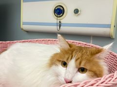 -纳吉亚猫专科动物医院·北北分院
