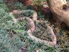 -正佳雨林生态植物园