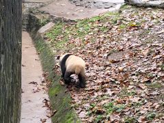 -都江堰中华大熊猫苑
