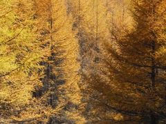 -塞罕坝国家级自然保护区