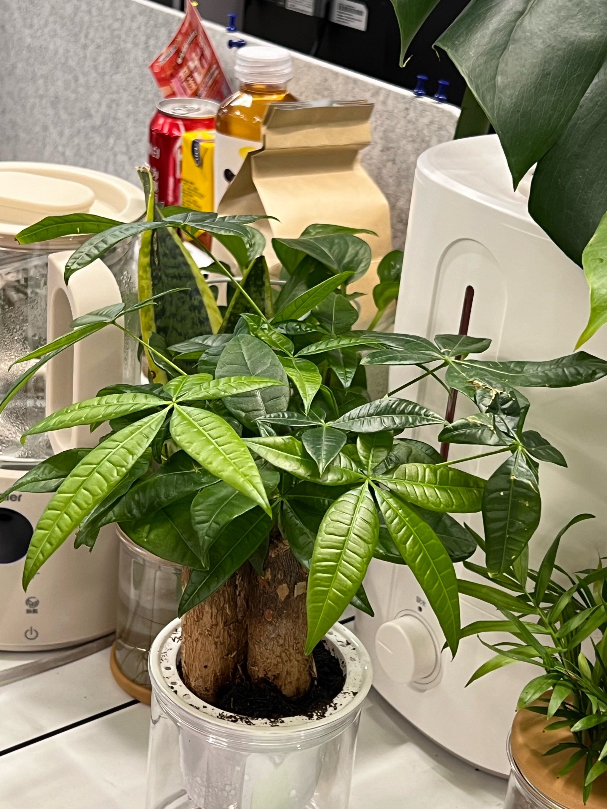 发财树,长得好好露!