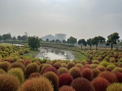 -春花秋色城市公园