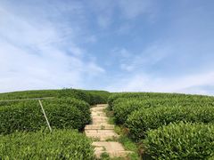 -听风阁农家私房菜茶楼(龙坞店)