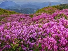 -贵州百里杜鹃风景名胜区