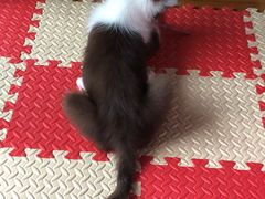 -翊宠yipet猫狗购宠庄园犬舍•猫舍