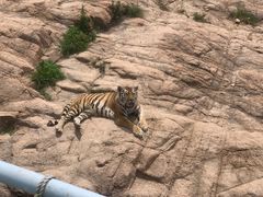 -西霞口神雕山野生动物世界