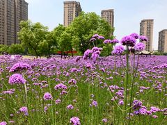 -杭州城北体育公园