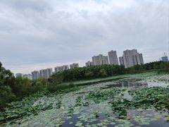 -昆山城市生态森林公园