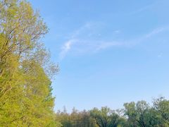 -上海共青森林公园