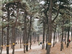 -北京西山国家森林公园