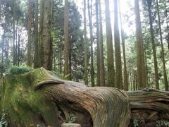 -阿里山神木遗迹