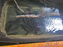 -蓝湾碧波·老字号·疍家非遗海上餐厅