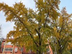 -三里屯东五街银杏大道