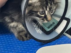 -瑞鹏宠物医院犬猫全科(真大分院)