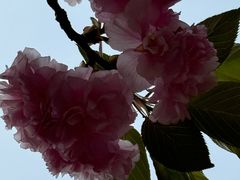 -高东镇樱花园