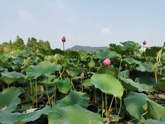 -浙江农林大学(东湖校区)