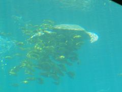 -海棠湾洲际-涛·海底餐厅·美人鱼·自助餐·海底隧道