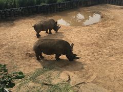 -西霞口神雕山野生动物世界