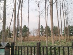 -合肥滨湖国家森林公园