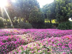 -松山湖梦幻百花洲