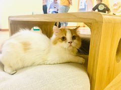 -猫和宫(六道口店)