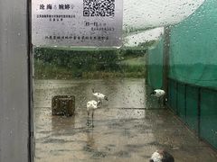 -盐城丹顶鹤湿地生态旅游区
