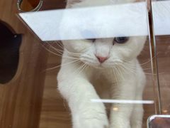 -喵百万·布偶·蓝金金渐层英短·猫舍(百子湾店)