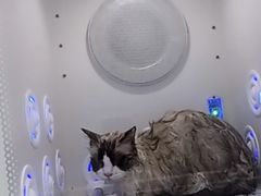-爱洗澡的猫(天河路店)