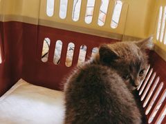 -瑞鹏宠物医院犬猫全科(真大分院)