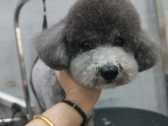 -宠福鑫康馨动物医院·骨科·眼科