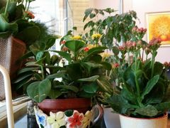 android_upload_pic-家琳甜品(江南东店)