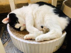 -Anne猫窝咖啡屋