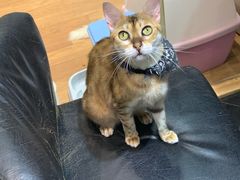 -猫色咖啡·猫咖