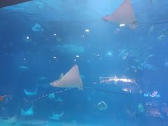 -烟台海昌鲸鲨海洋公园