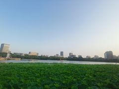 -莲花池公园